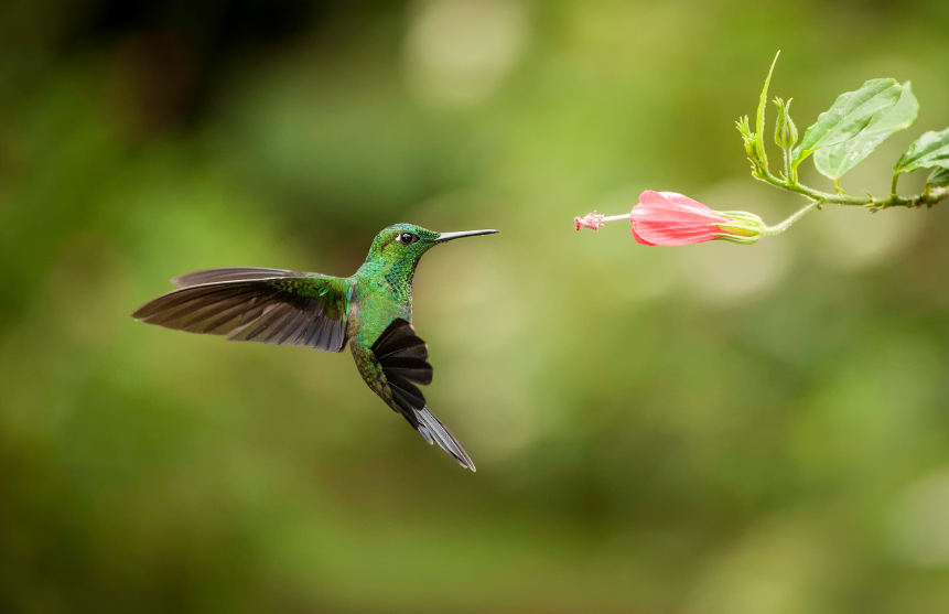 Top Pacific Northwest Plants To Attract Hummingbirds