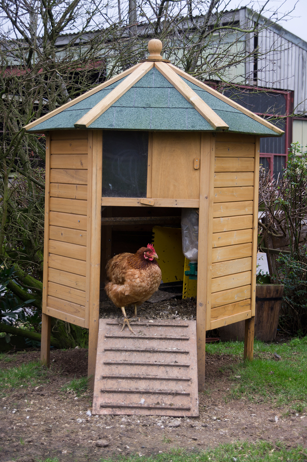 Keep Your Backyard Chickens Warm this Winter in Seattle