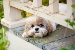 How To Get your Deck Ready for Spring in Seattle