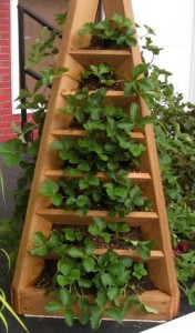 How to Build a Strawberry Tower for Your Garden