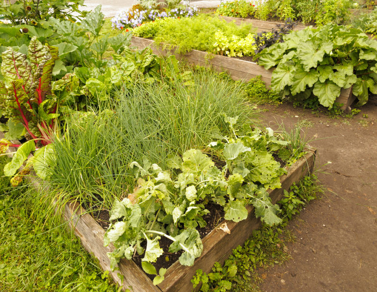 How To Build A Raised Garden Bed In Your Seattle Backyard - Greenwood ...