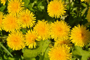 How to Get Rid of Dandelions in Your Seattle Yard - Greenwood Hardware